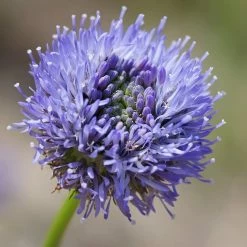 FuturePlanter Berg-Sandglöckchen (Jasione Montana)