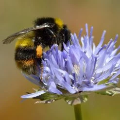 FuturePlanter Berg-Sandglöckchen (Jasione Montana)
