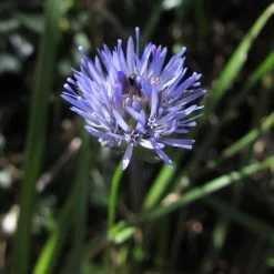 FuturePlanter Berg-Sandglöckchen (Jasione Montana)