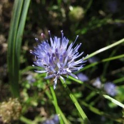 FuturePlanter Berg-Sandglöckchen (Jasione Montana)