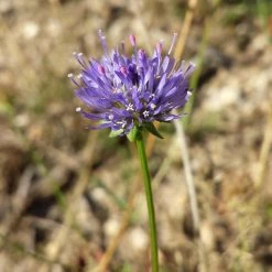 FuturePlanter Berg-Sandglöckchen (Jasione Montana)