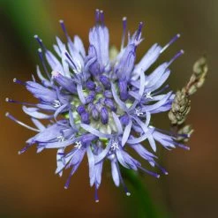 FuturePlanter Berg-Sandglöckchen (Jasione Montana)