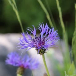 FuturePlanter Alle Pflanzen Im Shop Berg-Flockenblume (Centaurea Montana)