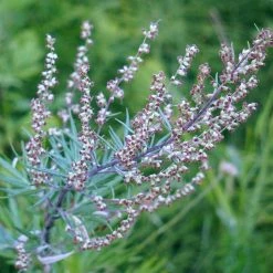 FuturePlanter Beifuss (Artemisia Vulgaris) Alle Pflanzen Im Shop