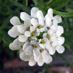 FuturePlanter Bittere Schleifenblume (Iberis Amara) Alle Pflanzen Im Shop