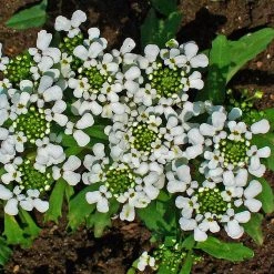 FuturePlanter Bittere Schleifenblume (Iberis Amara) Alle Pflanzen Im Shop