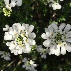 FuturePlanter Bittere Schleifenblume (Iberis Amara) Alle Pflanzen Im Shop