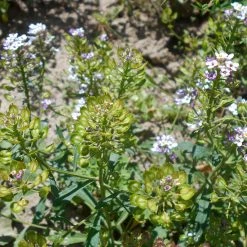 FuturePlanter Bittere Schleifenblume (Iberis Amara) Alle Pflanzen Im Shop