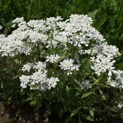 FuturePlanter Bittere Schleifenblume (Iberis Amara) Alle Pflanzen Im Shop