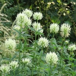 FuturePlanter Alle Pflanzen Im Shop Gelblicher Klee (Trifolium Ochroleucon)