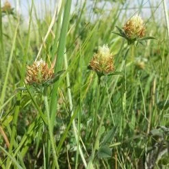 FuturePlanter Alle Pflanzen Im Shop Gelblicher Klee (Trifolium Ochroleucon)