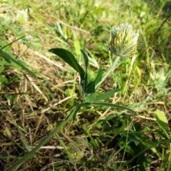 FuturePlanter Alle Pflanzen Im Shop Gelblicher Klee (Trifolium Ochroleucon)