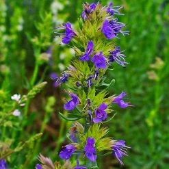 FuturePlanter Alle Pflanzen Im Shop Blauer Ysop (Hyssopus Officinalis)