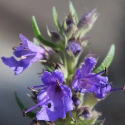 FuturePlanter Alle Pflanzen Im Shop Blauer Ysop (Hyssopus Officinalis)