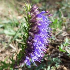 FuturePlanter Alle Pflanzen Im Shop Blauer Ysop (Hyssopus Officinalis)
