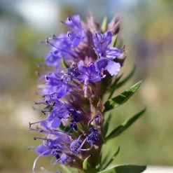 FuturePlanter Alle Pflanzen Im Shop Blauer Ysop (Hyssopus Officinalis)