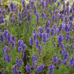 FuturePlanter Alle Pflanzen Im Shop Blauer Ysop (Hyssopus Officinalis)