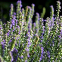 FuturePlanter Alle Pflanzen Im Shop Blauer Ysop (Hyssopus Officinalis)