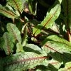 FuturePlanter Blut-Ampfer (Rumex Sanguineus) Alle Pflanzen Im Shop