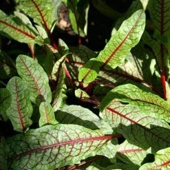 FuturePlanter Blut-Ampfer (Rumex Sanguineus) Alle Pflanzen Im Shop