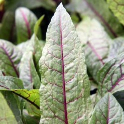 FuturePlanter Blut-Ampfer (Rumex Sanguineus) Alle Pflanzen Im Shop