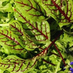 FuturePlanter Blut-Ampfer (Rumex Sanguineus) Alle Pflanzen Im Shop