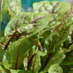 FuturePlanter Blut-Ampfer (Rumex Sanguineus) Alle Pflanzen Im Shop