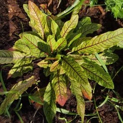 FuturePlanter Blut-Ampfer (Rumex Sanguineus) Alle Pflanzen Im Shop