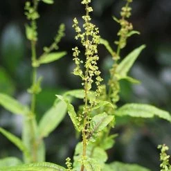 FuturePlanter Blut-Ampfer (Rumex Sanguineus) Alle Pflanzen Im Shop
