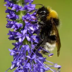 FuturePlanter Ähriger Ehrenpreis (Pseudolysimachion Spicatum)