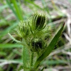 FuturePlanter Alle Pflanzen Im Shop Borstiger Pippau (Crepis Setosa)