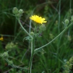 FuturePlanter Alle Pflanzen Im Shop Borstiger Pippau (Crepis Setosa)