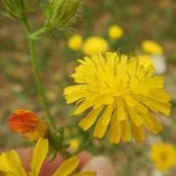FuturePlanter Alle Pflanzen Im Shop Borstiger Pippau (Crepis Setosa)