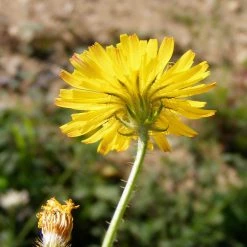 FuturePlanter Alle Pflanzen Im Shop Borstiger Pippau (Crepis Setosa)