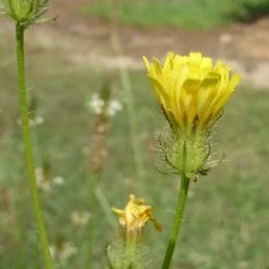 FuturePlanter Alle Pflanzen Im Shop Borstiger Pippau (Crepis Setosa)