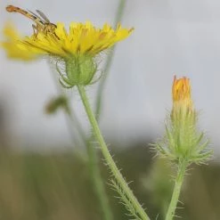 FuturePlanter Alle Pflanzen Im Shop Borstiger Pippau (Crepis Setosa)