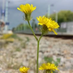 FuturePlanter Alle Pflanzen Im Shop Borstiger Pippau (Crepis Setosa)