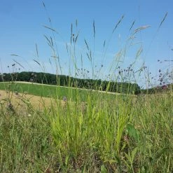 FuturePlanter Waldzwenke (Brachypodium Sylvaticum)