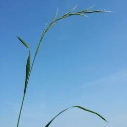 FuturePlanter Waldzwenke (Brachypodium Sylvaticum)