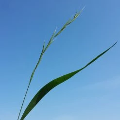 FuturePlanter Waldzwenke (Brachypodium Sylvaticum)