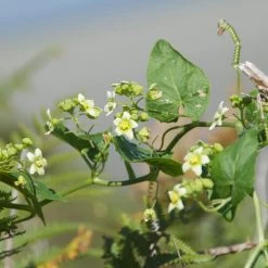FuturePlanter Zweihäusige Zaunrübe (Bryonia Dioica) Alle Pflanzen Im Shop