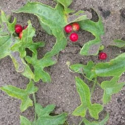 FuturePlanter Zweihäusige Zaunrübe (Bryonia Dioica) Alle Pflanzen Im Shop