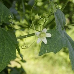 FuturePlanter Zweihäusige Zaunrübe (Bryonia Dioica) Alle Pflanzen Im Shop