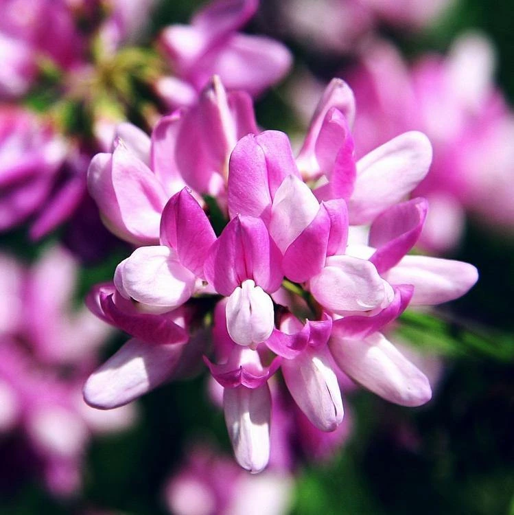 FuturePlanter Alle Pflanzen Im Shop Bunte Kronwicke (Securigera Varia) 1 FuturePlanter Alle Pflanzen Im Shop Bunte Kronwicke (Securigera Varia)