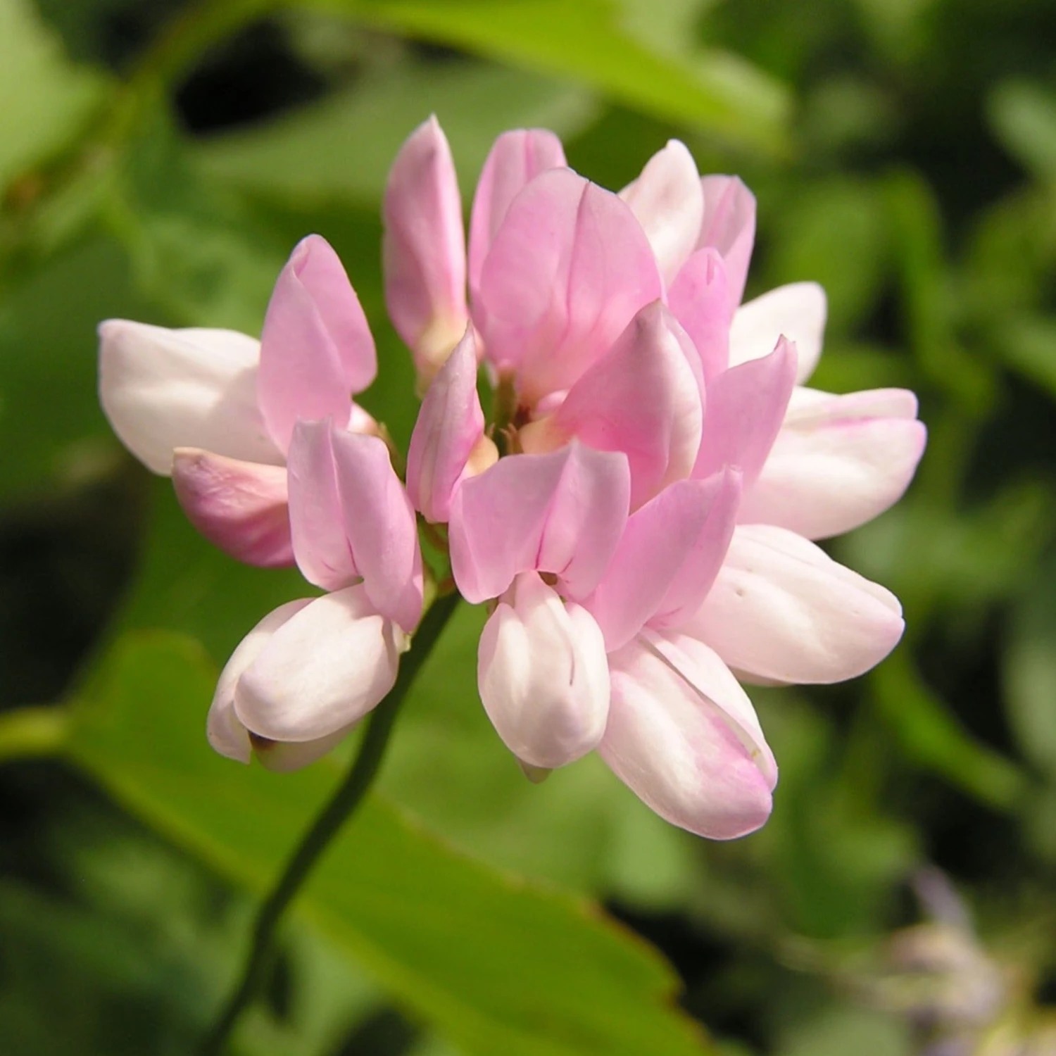 FuturePlanter Alle Pflanzen Im Shop Bunte Kronwicke (Securigera Varia) 2 FuturePlanter Alle Pflanzen Im Shop Bunte Kronwicke (Securigera Varia)