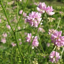 FuturePlanter Alle Pflanzen Im Shop Bunte Kronwicke (Securigera Varia) 14 FuturePlanter Alle Pflanzen Im Shop Bunte Kronwicke (Securigera Varia)