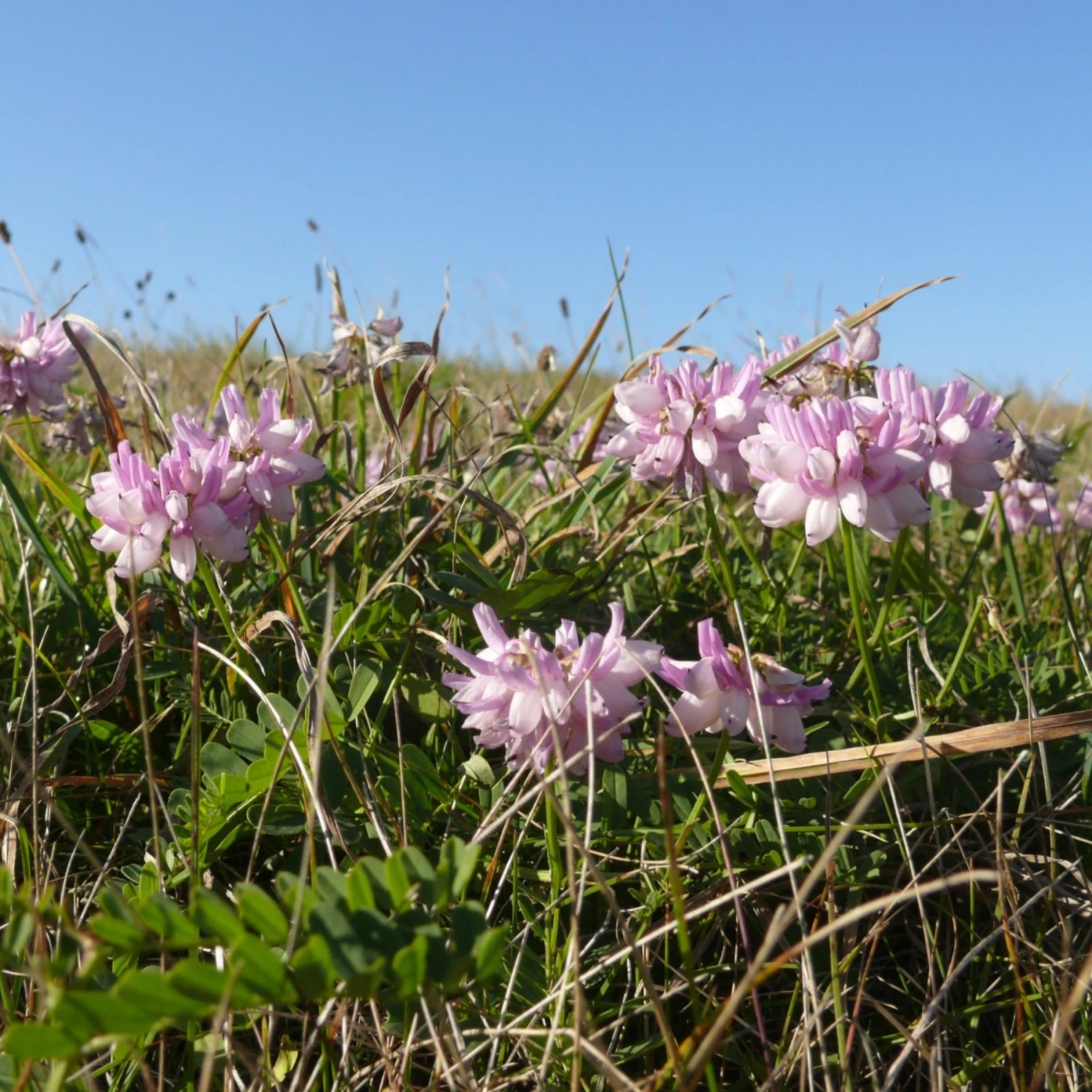 FuturePlanter Alle Pflanzen Im Shop Bunte Kronwicke (Securigera Varia) 5 FuturePlanter Alle Pflanzen Im Shop Bunte Kronwicke (Securigera Varia)