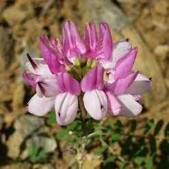 FuturePlanter Alle Pflanzen Im Shop Bunte Kronwicke (Securigera Varia) 13 FuturePlanter Alle Pflanzen Im Shop Bunte Kronwicke (Securigera Varia)