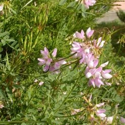 FuturePlanter Alle Pflanzen Im Shop Bunte Kronwicke (Securigera Varia) 15 FuturePlanter Alle Pflanzen Im Shop Bunte Kronwicke (Securigera Varia)