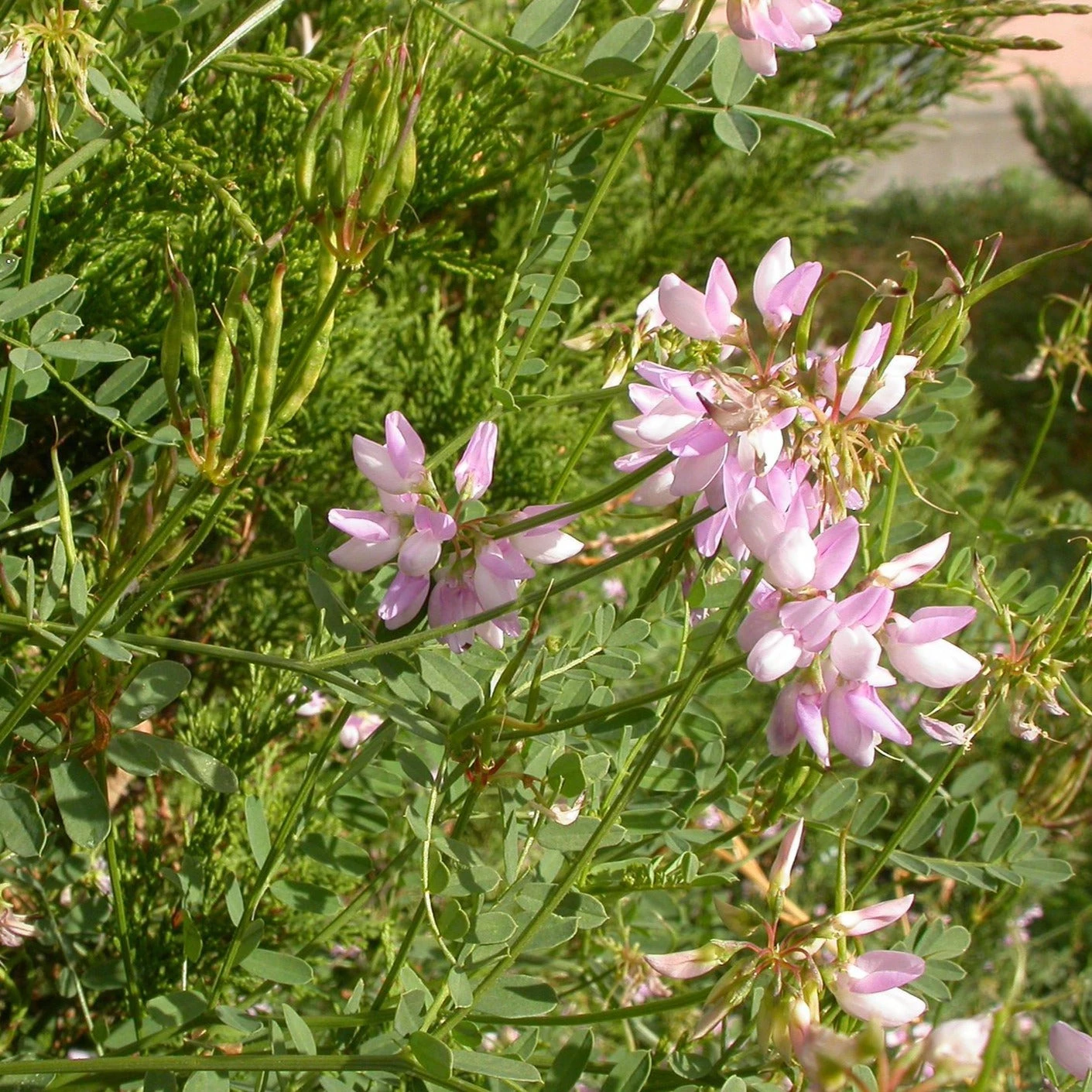 FuturePlanter Alle Pflanzen Im Shop Bunte Kronwicke (Securigera Varia) 8 FuturePlanter Alle Pflanzen Im Shop Bunte Kronwicke (Securigera Varia)